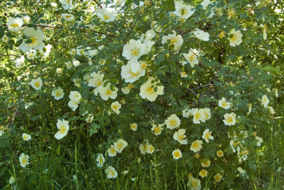 Klitrose Foto: Inger